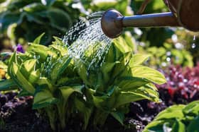 Avoid watering in the heat of the day – early morning or evening is best to prevent evaporation.
